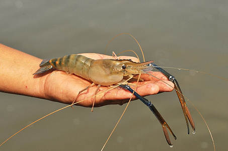 АГРОКЛАСС. AQUABOX ED (дополнительный модуль для ECOBOX ED) АГРОКЛАСС. AQUABOX ED (дополнительный модуль для ECOBOX ED)